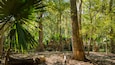 Une forêt dense, avec de grands arbres, une souche d’arbre tombée et un palmier.
