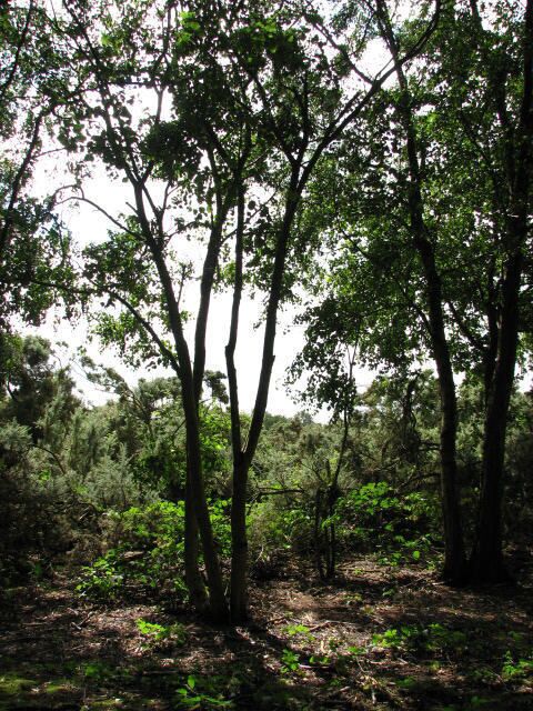 Woodland and Gorse, Crostwight Heath