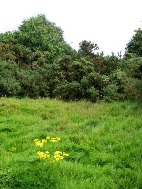 A grassy field with yellow flowers and dense green trees in the background.