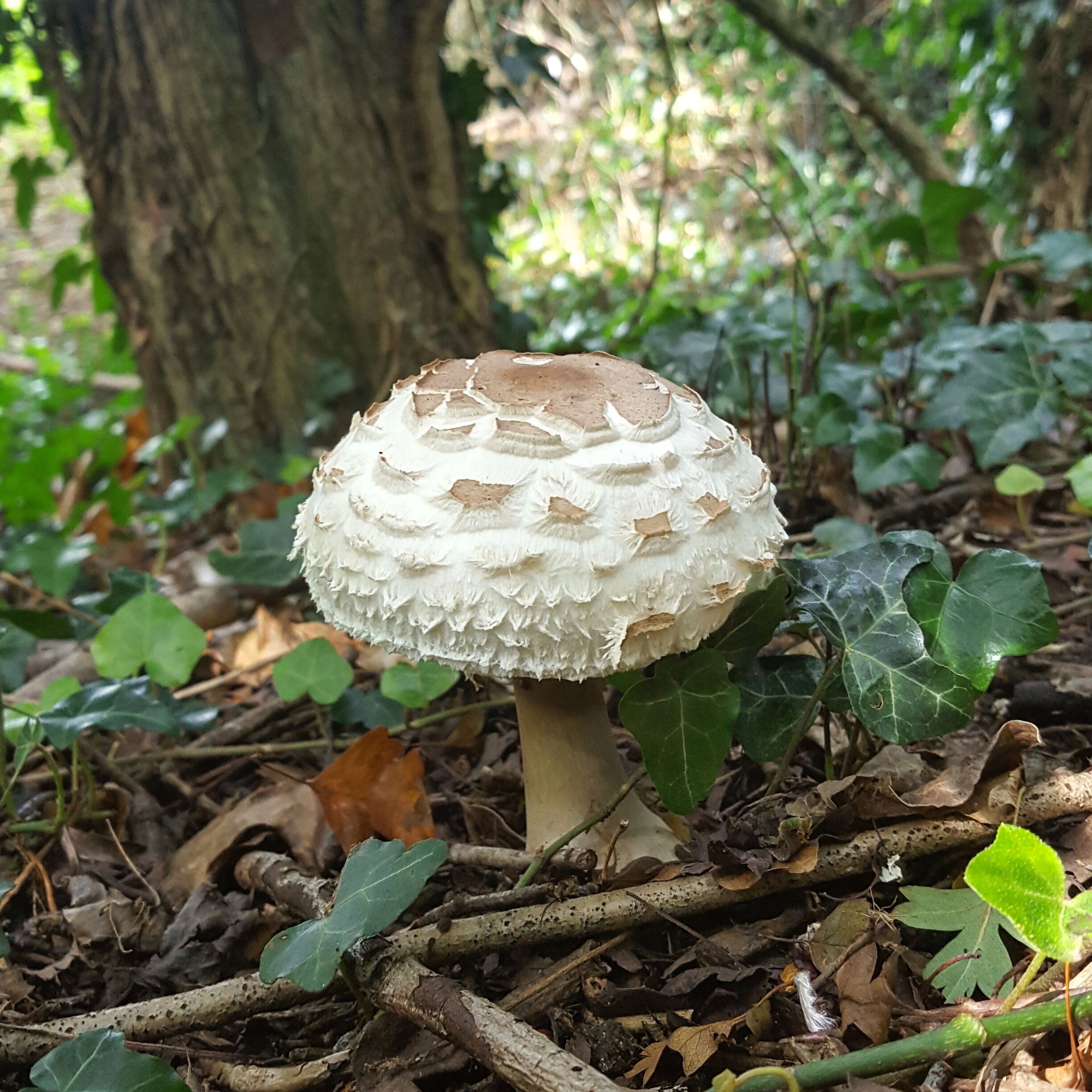 Mulbarton Common has large open grassy areas with small wooded areas dotted around 