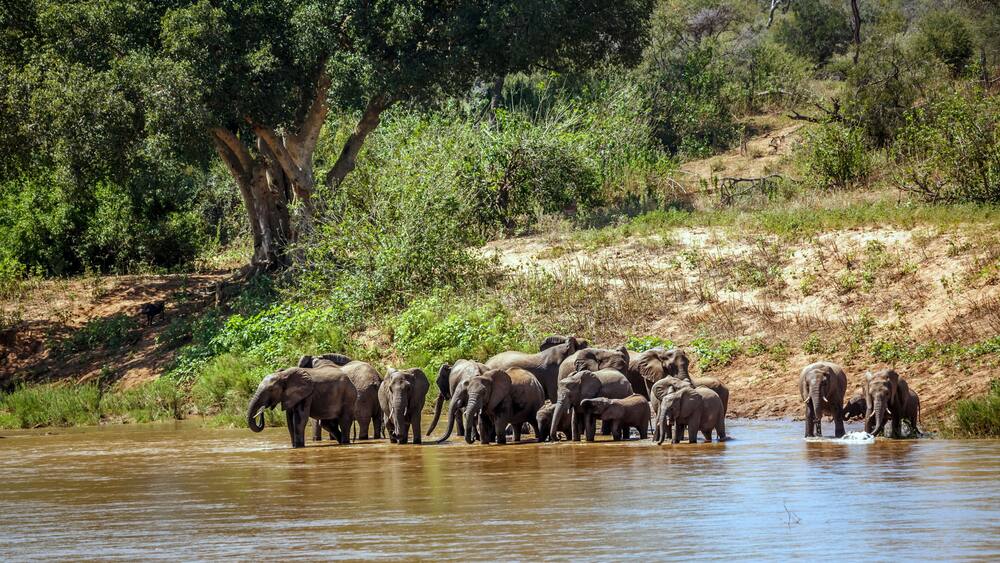Herd of African bush elephant drinking in riverbank in Kruger National park, South Africa ; Specie Loxodonta africana family of Elephantidae