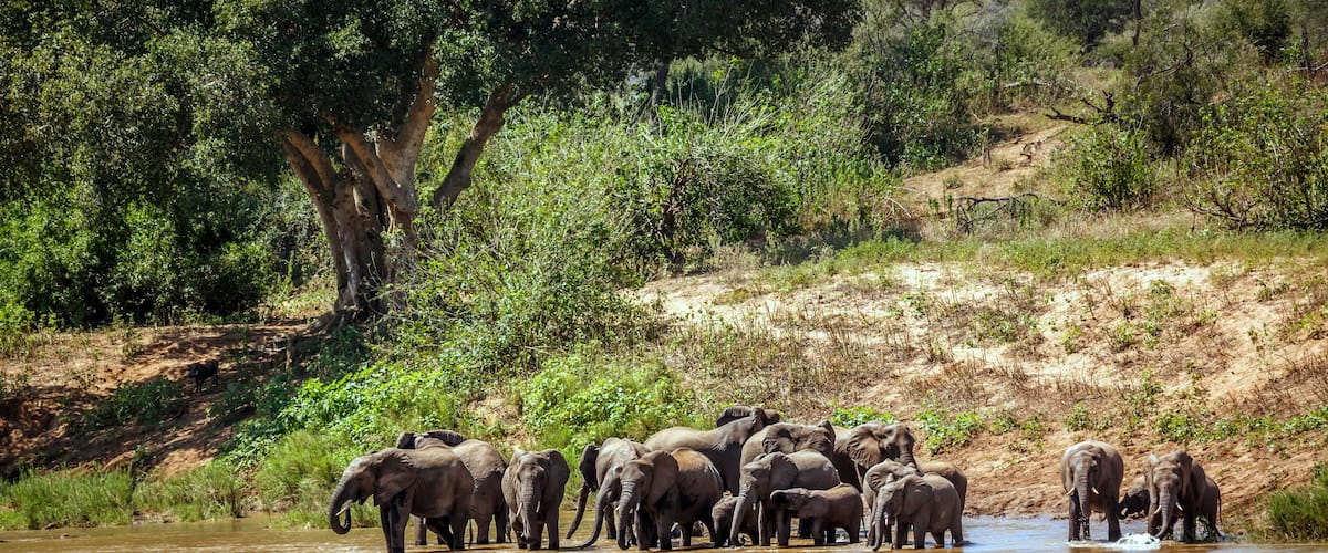 A herd of elephants by a river in a natural landscape.