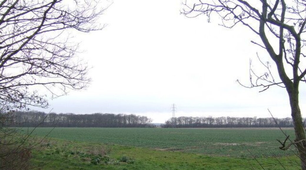Hardings Wood Viewed from Owmby Lane.