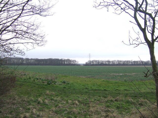 A grassy field with a leafless tree in the foreground and a line of trees in the background.