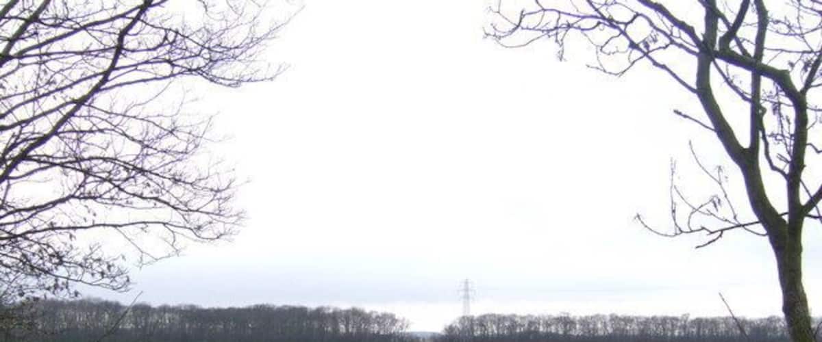 A grassy field with a leafless tree in the foreground and a line of trees in the background.