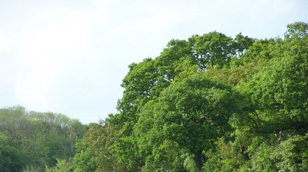 Trees across field Standing on the bottom edge of the grid square looking North, and slightly East, towards trees, with Common Wood in the distance
