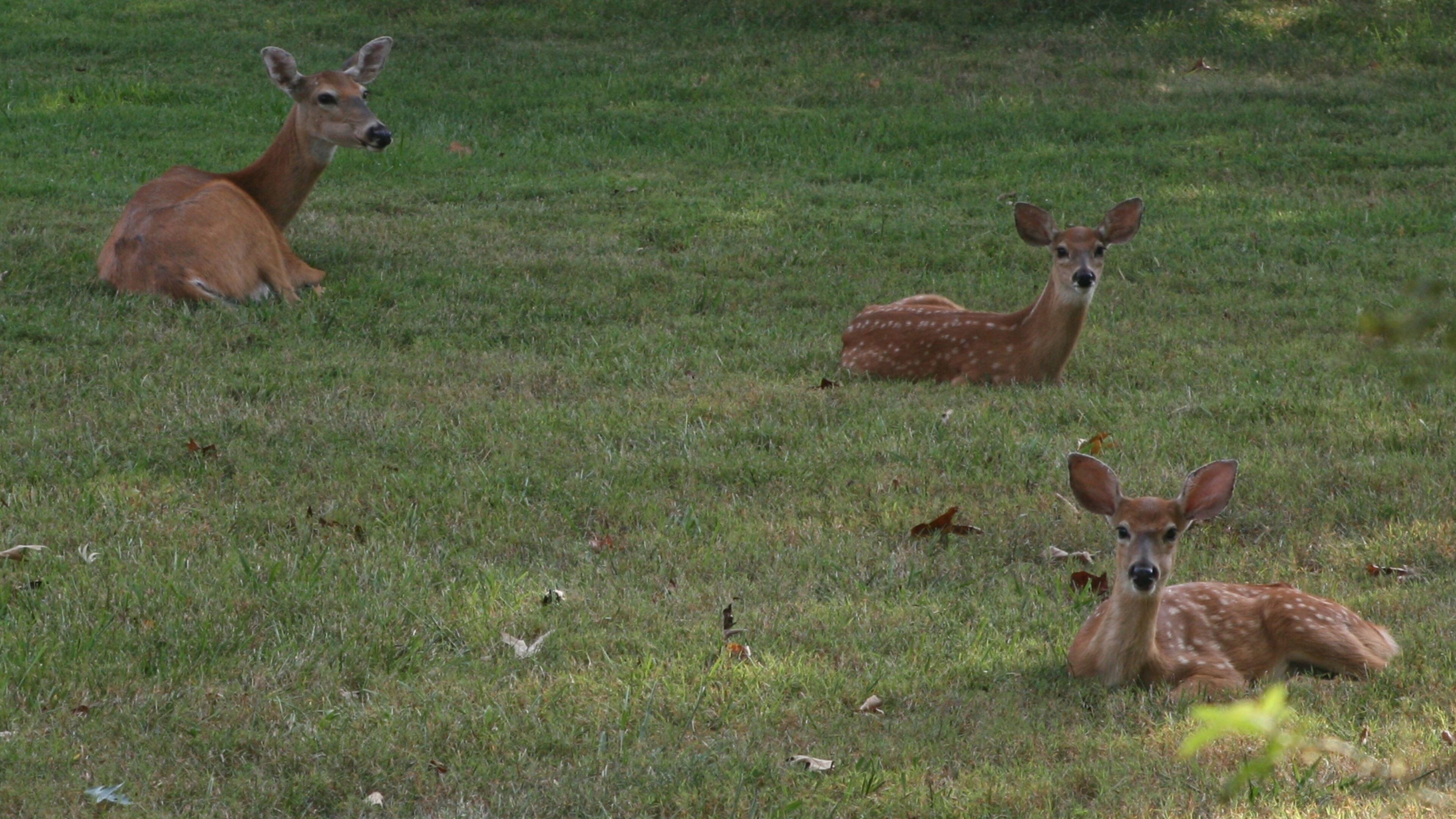 Bowling Green som viser landdyr og rolig landskap