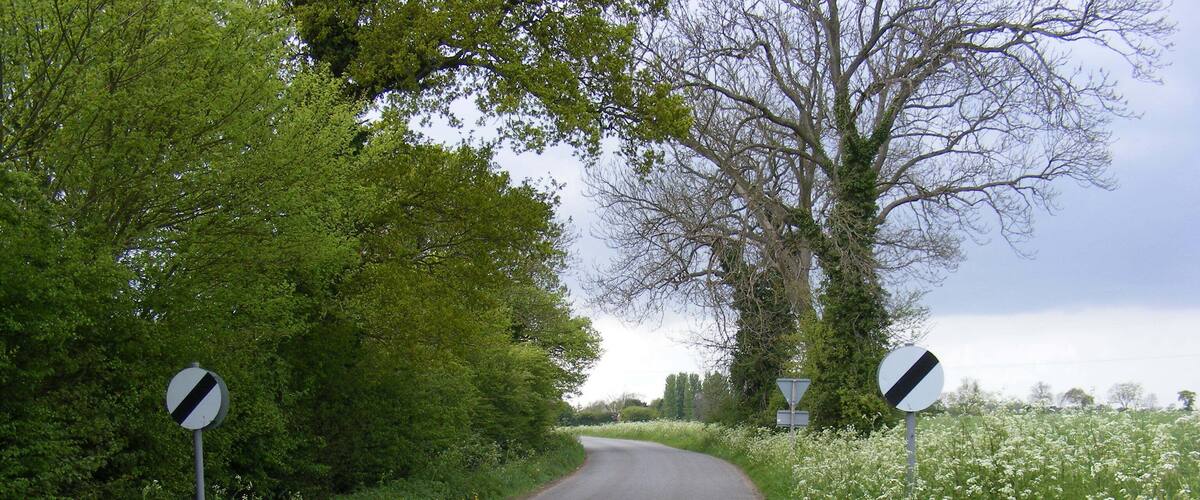 A narrow rural road flanked by lush greenery and white flowers.