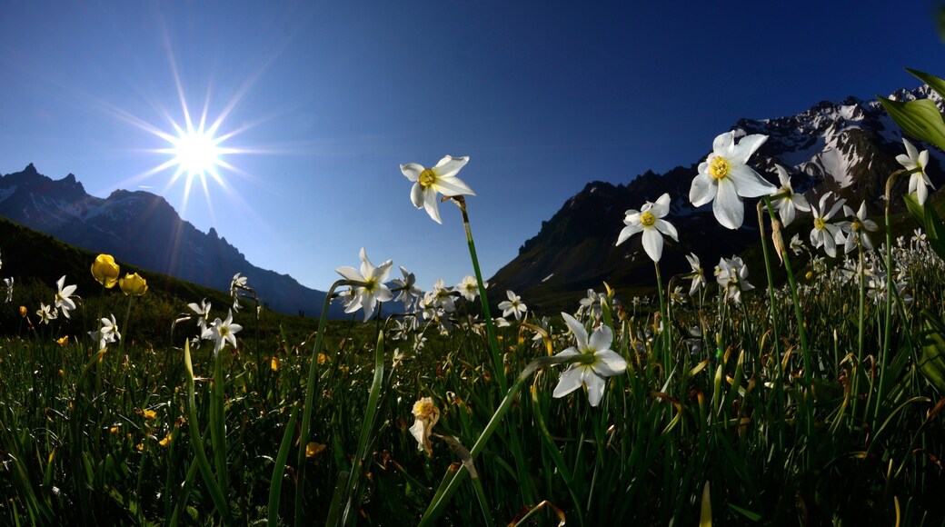 Aix-en-Provence featuring flowers