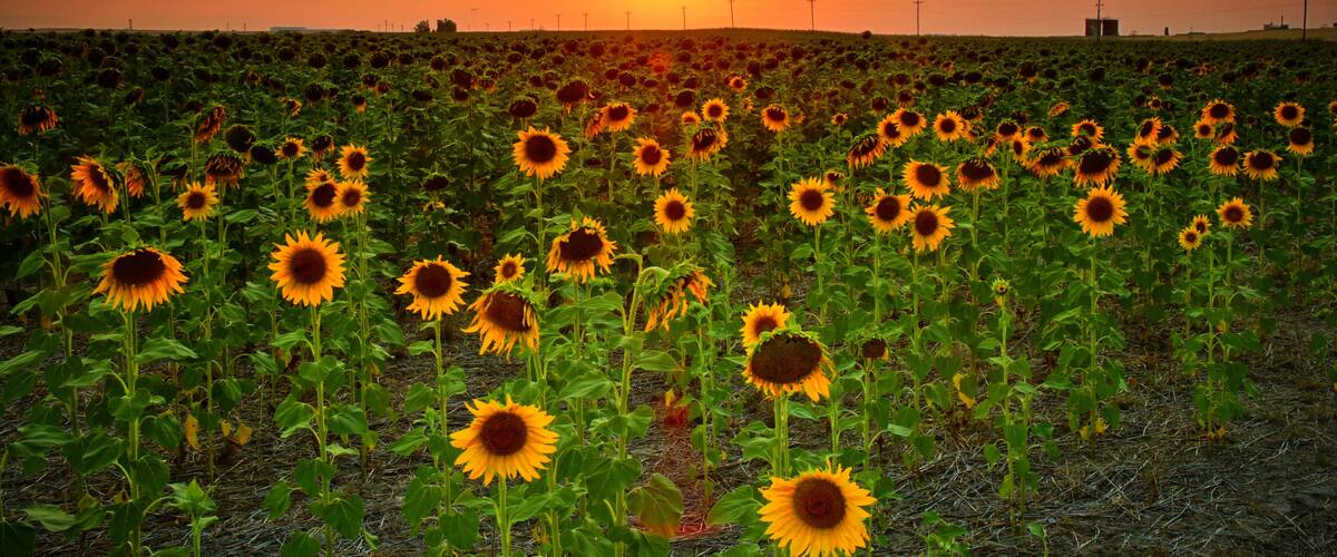 A sunflower field at sunset with a clear sky.