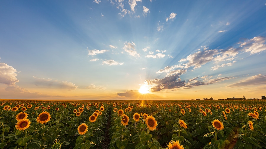 Sunflowers in a field in Colorado as the sun begins to set behind the clouds to the west