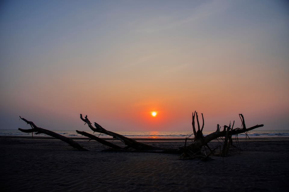 A sunset over a beach with fallen trees.