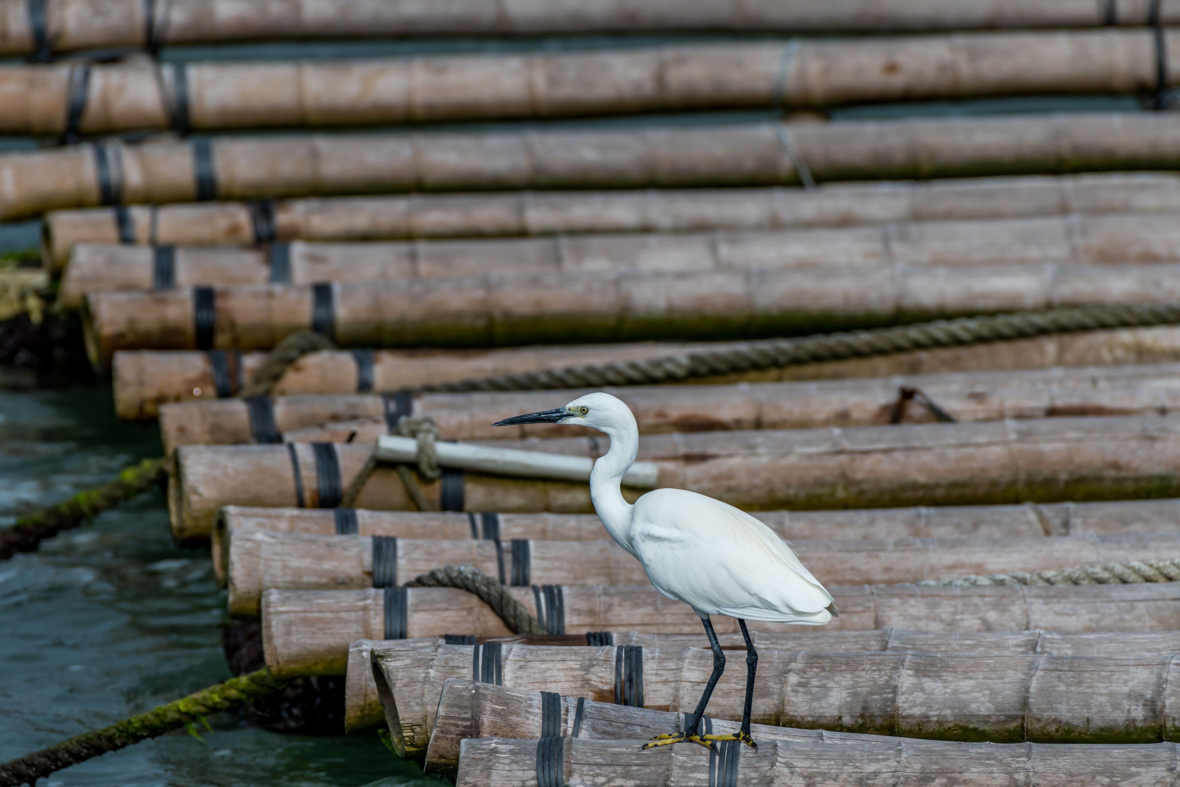 A white heron standing on a wooden platform with ropes.