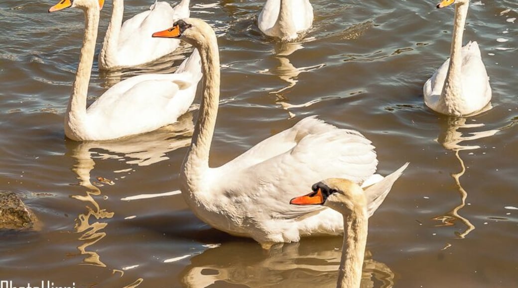 Feeding the local swans on the river Saône in a small town called Gray, France. #travel #travelphotography
