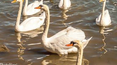 Feeding the local swans on the river Saône in a small town called Gray, France. #travel #travelphotography
