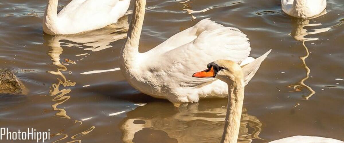 A group of swans swimming in a body of water.
