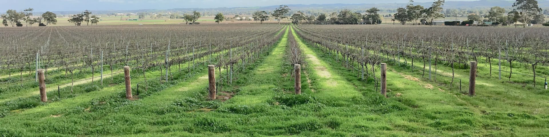 The famous Barossa Valley wine region of South Australia with vines in westerly direction.