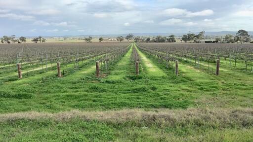 The famous Barossa Valley wine region of South Australia with vines in westerly direction.
