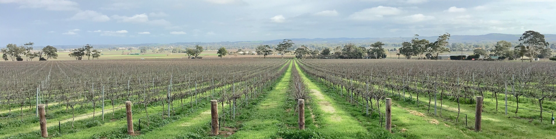 The famous Barossa Valley wine region of South Australia with vines in westerly direction.