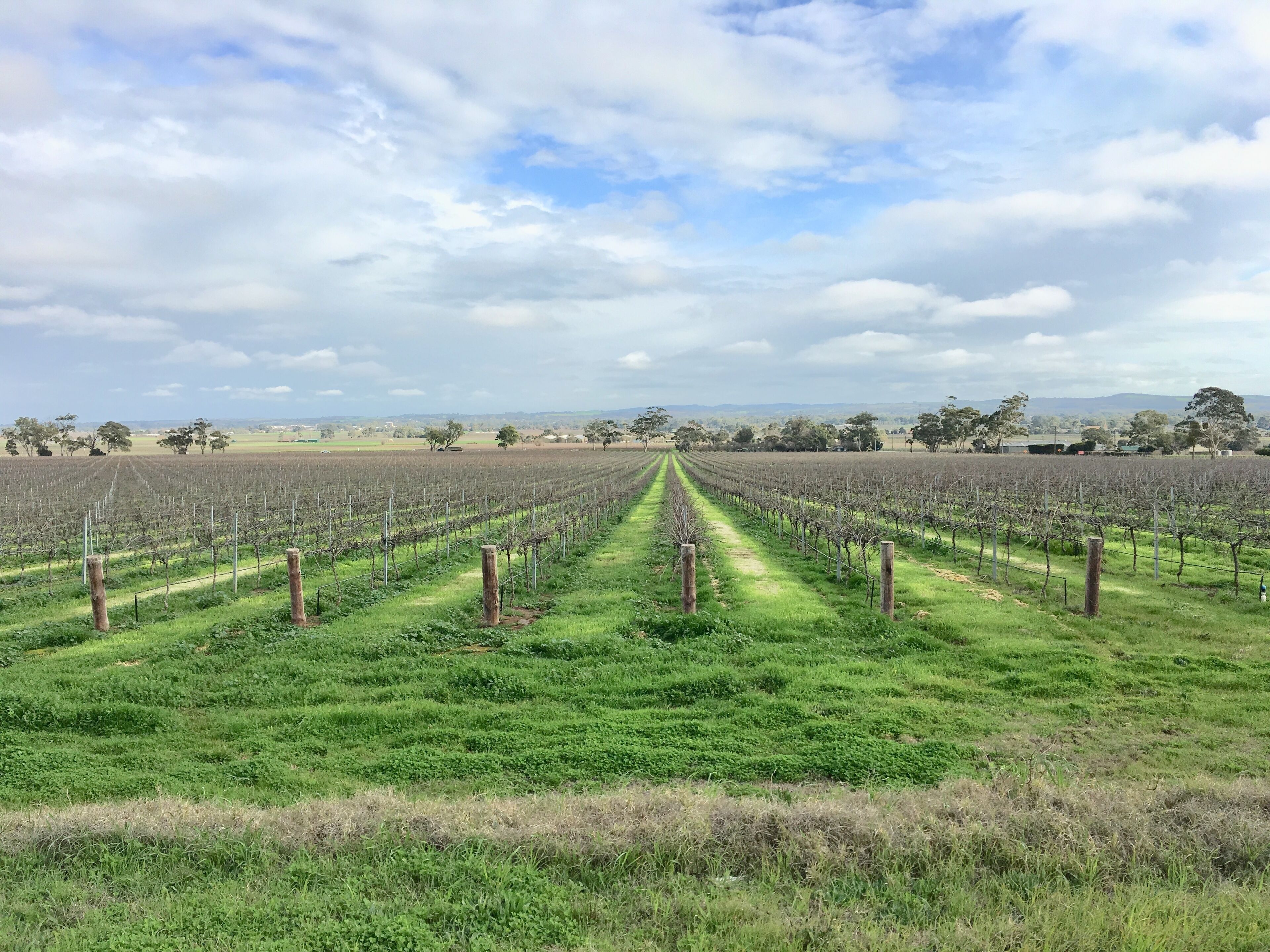 A vineyard with rows of grapevines under a partly cloudy sky.