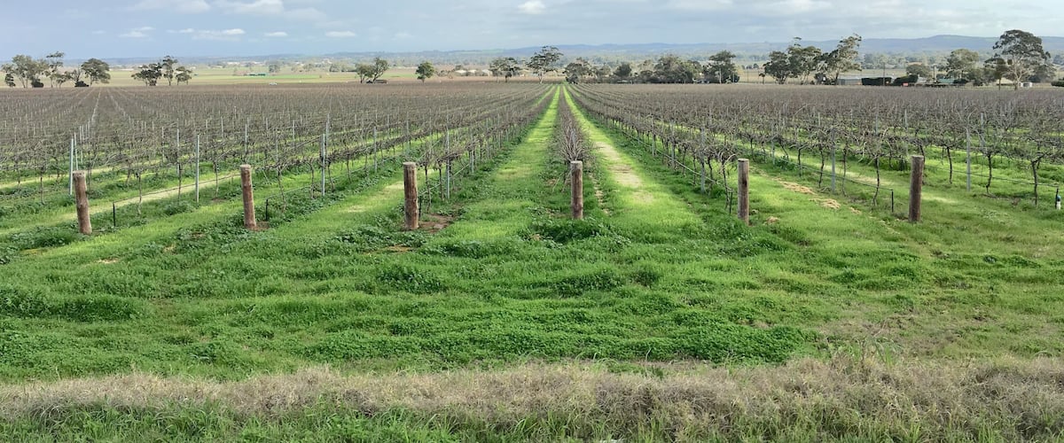 A vineyard with rows of grapevines under a partly cloudy sky.