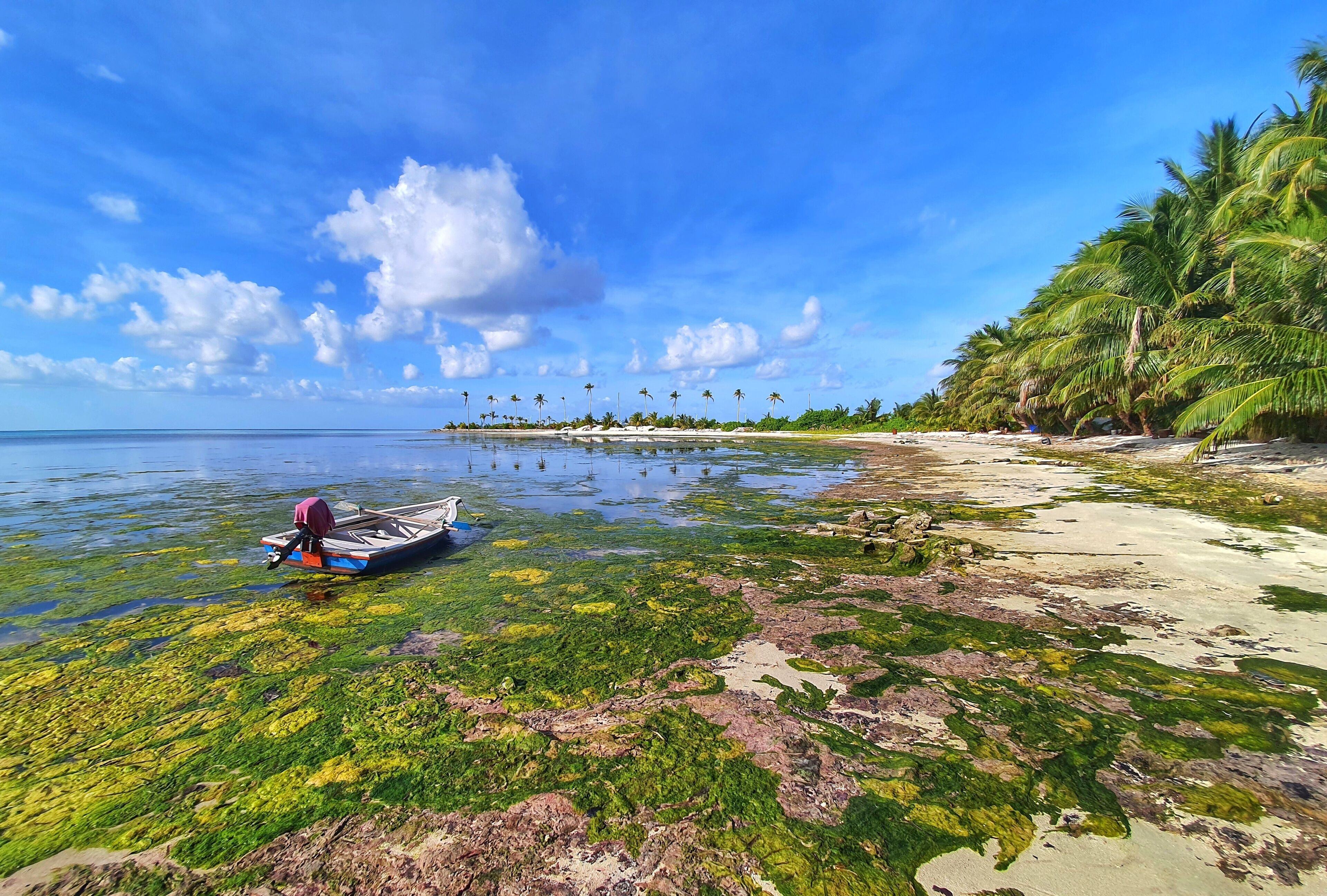 Sea covered with green algae. F.Magoodhoo, Maldives