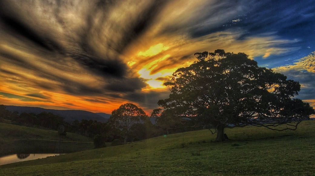 Moments after this the sky exploded into the most stunning gold, orange and purple swirls. Hinterland of the Sunshine Coast southern Queensland. #green #sunset #australia