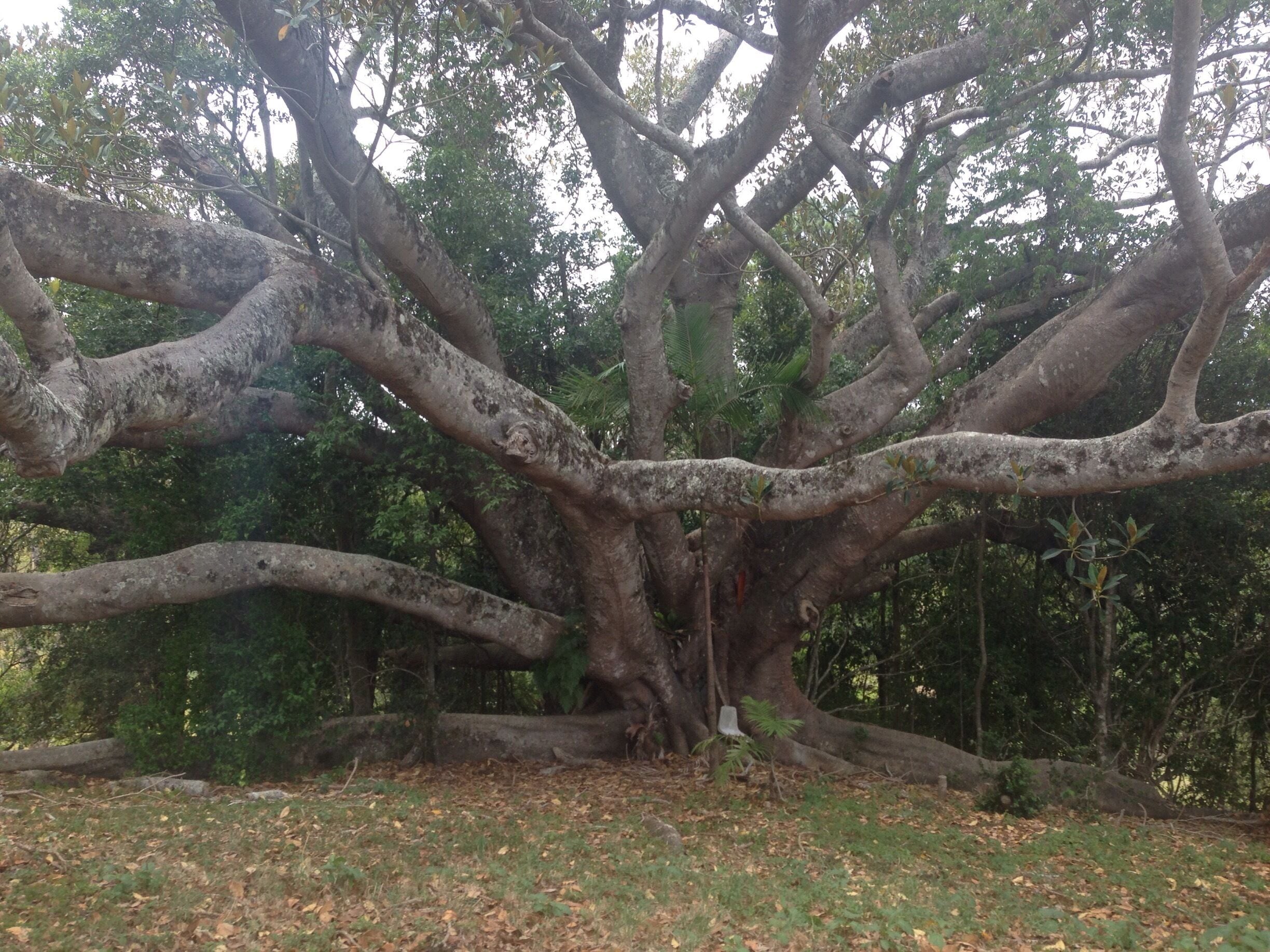 Coolest Fig tree Mt Mee 