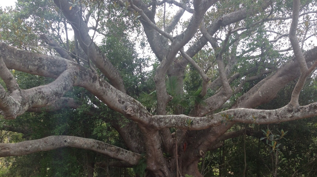Coolest Fig tree Mt Mee