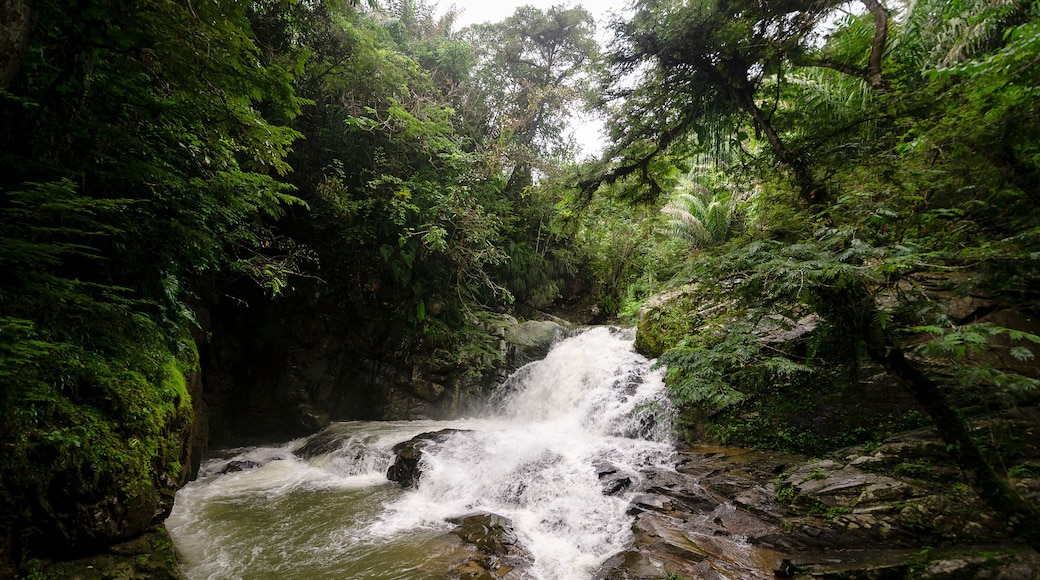 waterfall landscape in pacto ecuador, natural river in the jungle of pacto, ecuador.