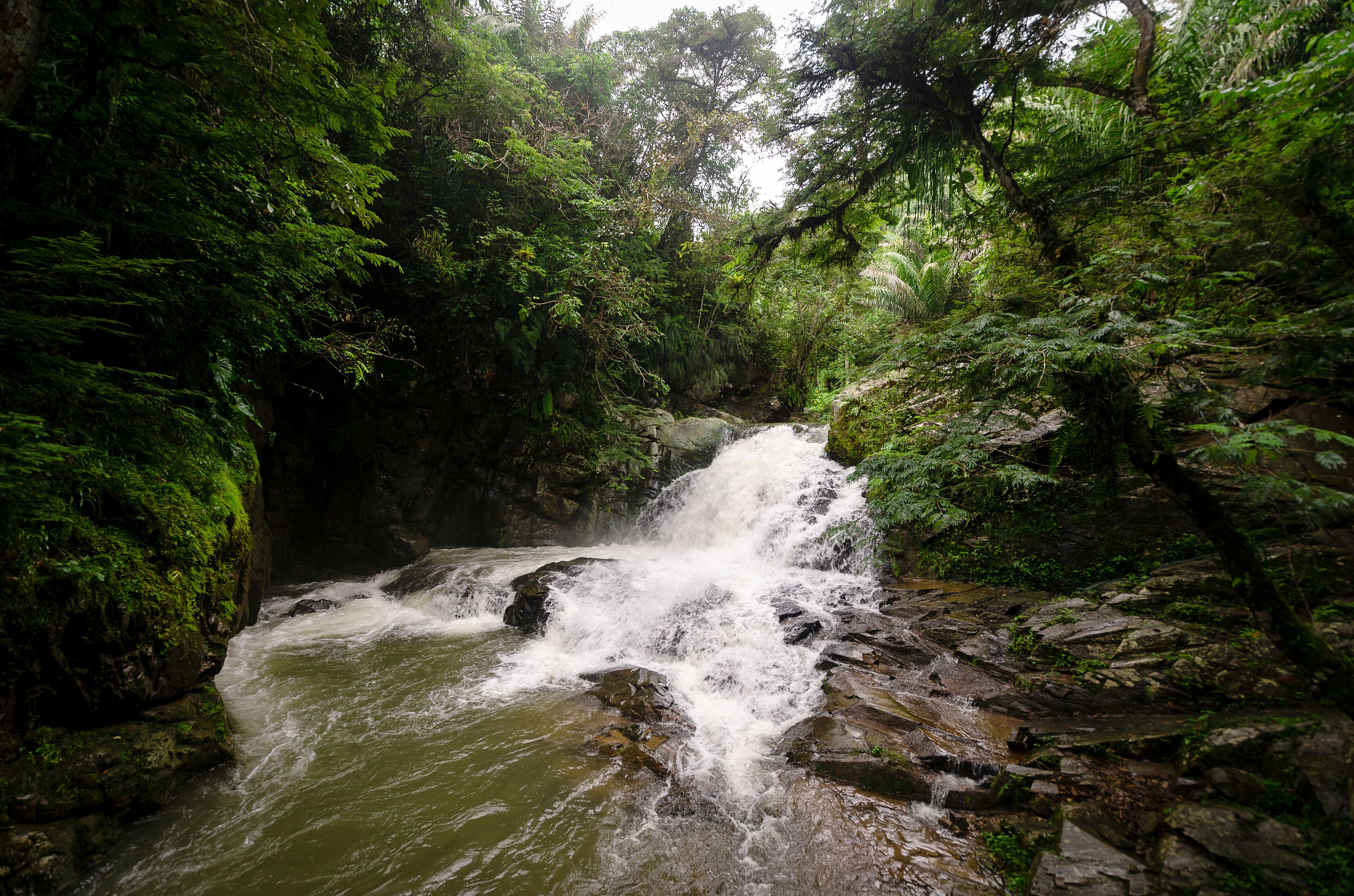 A waterfall in a lush, green forest.