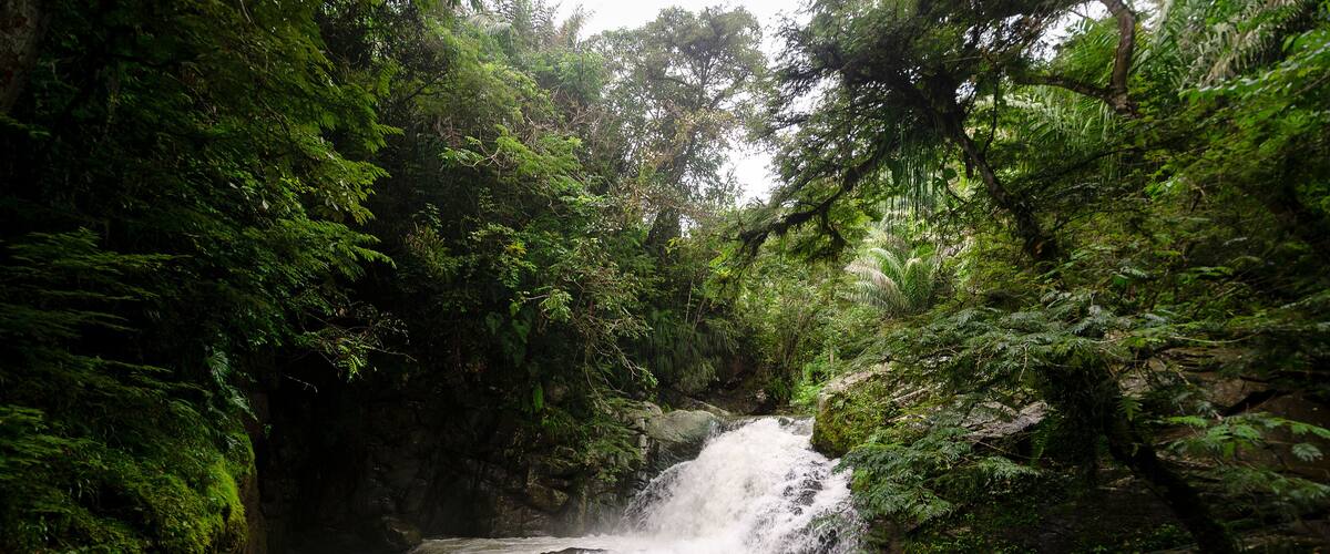 A waterfall in a lush, green forest.