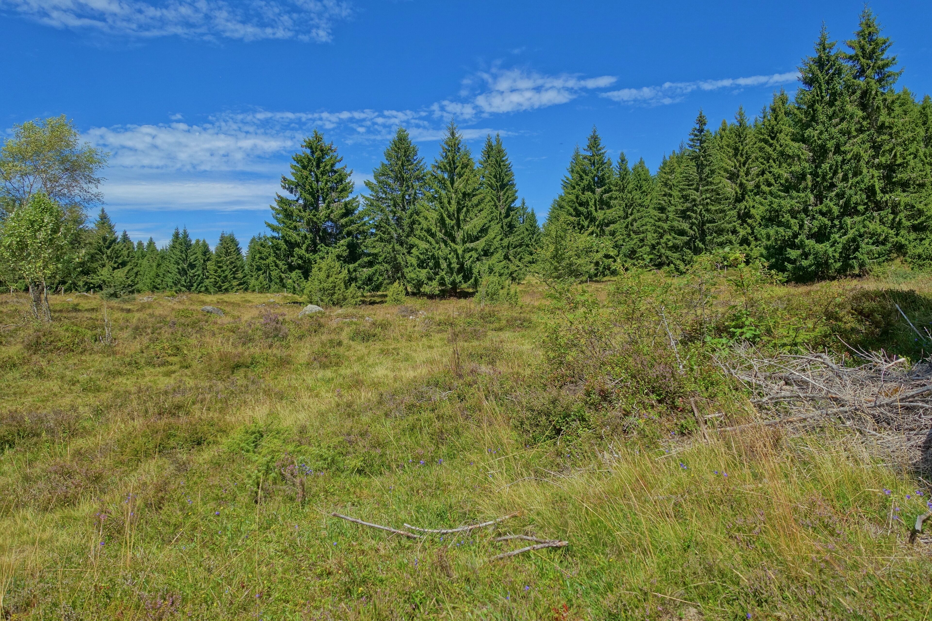 NSG Rüttewies-Scheibenrain mit unterschiedlichen Lebensräume wie z. B. Hoch- und Niedermoore, Feucht- und Magerwiesen sowie Magerrasen und Wälder als Lebensraum teilweise stark gefährdeter Tier- und Pflanzenarten. Hier im Gewannen Scheibenrain.