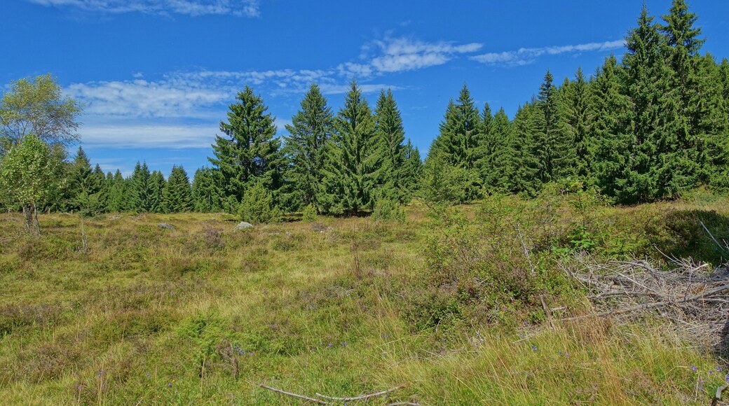 NSG RĂŒttewies-Scheibenrain mit unterschiedlichen LebensrĂ€ume wie z. B. Hoch- und Niedermoore, Feucht- und Magerwiesen sowie Magerrasen und WĂ€lder als Lebensraum teilweise stark gefĂ€hrdeter Tier- und Pflanzenarten. Hier im Gewannen Scheibenrain.