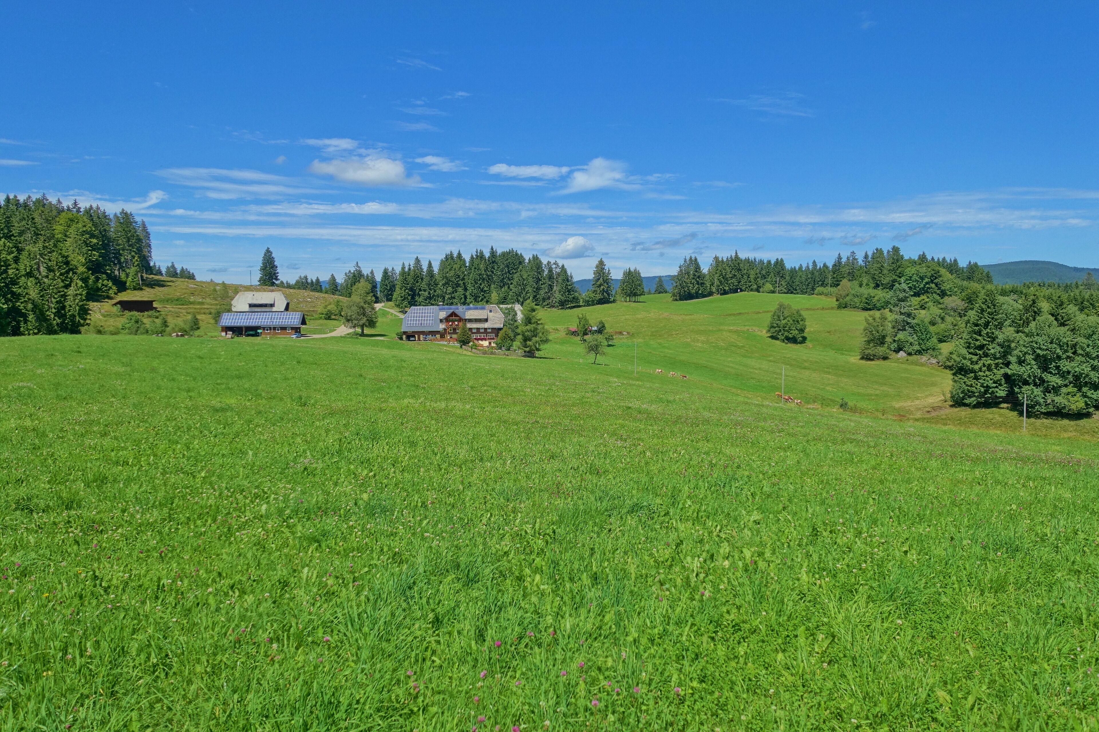 NSG Rüttewies-Scheibenrain mit unterschiedlichen Lebensräume wie z. B. Hoch- und Niedermoore, Feucht- und Magerwiesen sowie Magerrasen und Wälder als Lebensraum teilweise stark gefährdeter Tier- und Pflanzenarten. Hier im Gewannen Rüttewies.
