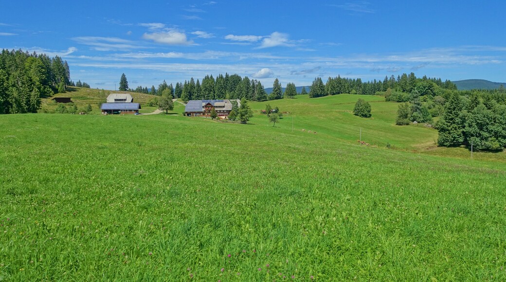 NSG Rüttewies-Scheibenrain mit unterschiedlichen Lebensräume wie z. B. Hoch- und Niedermoore, Feucht- und Magerwiesen sowie Magerrasen und Wälder als Lebensraum teilweise stark gefährdeter Tier- und Pflanzenarten. Hier im Gewannen Rüttewies.