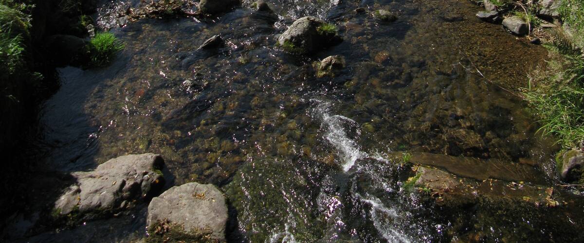 A clear stream flowing through a lush green valley with rocky banks and a forested hillside in the background.