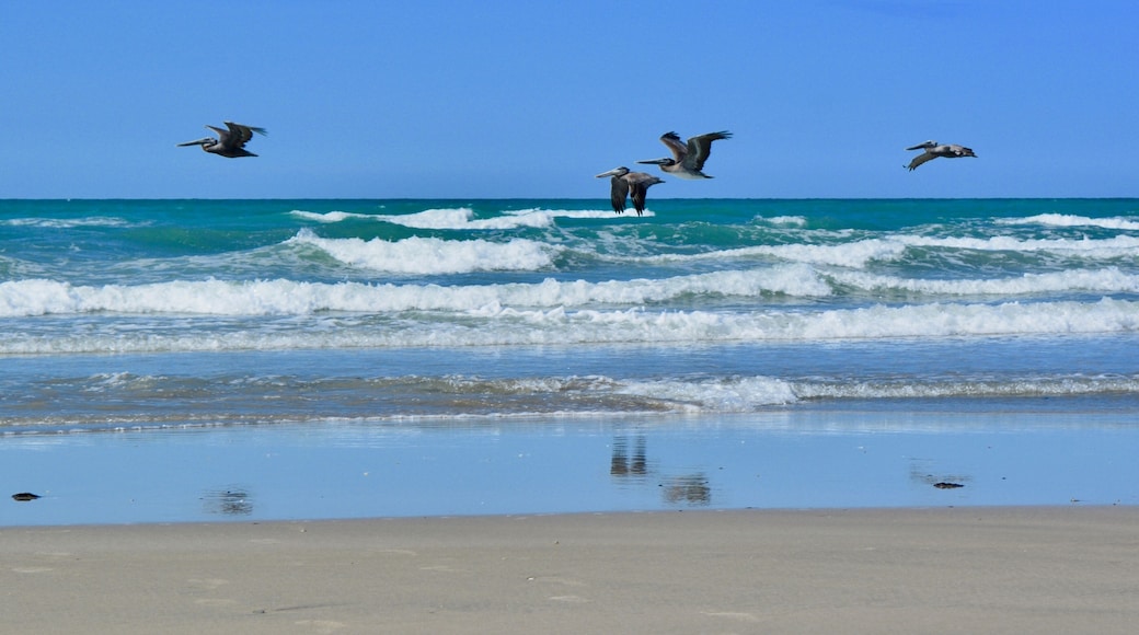 Pelicans Playa Encanto Sea of Cortez Gulf of California Rocky Point Puerto Penasco Mexico