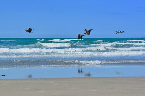 Pelicans Playa Encanto Sea of Cortez Gulf of California Rocky Point Puerto Penasco Mexico