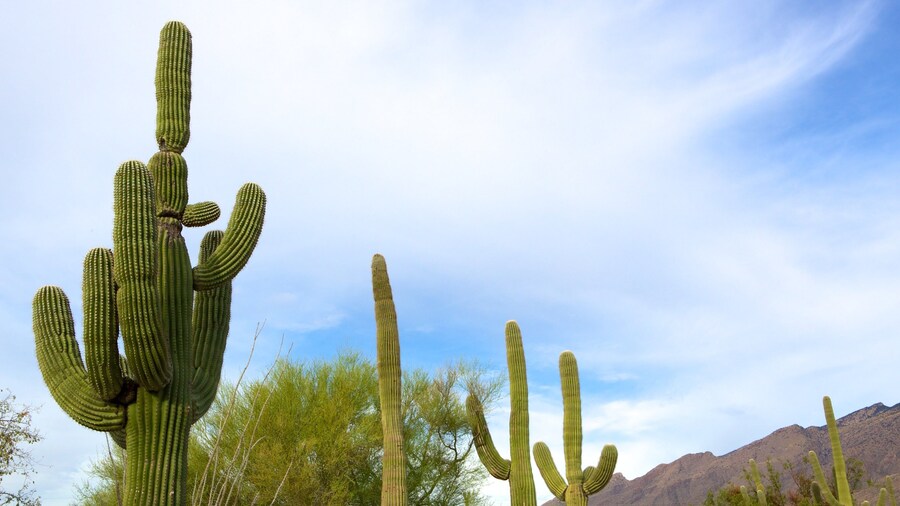 Sabino Canyon qui includes vues du désert