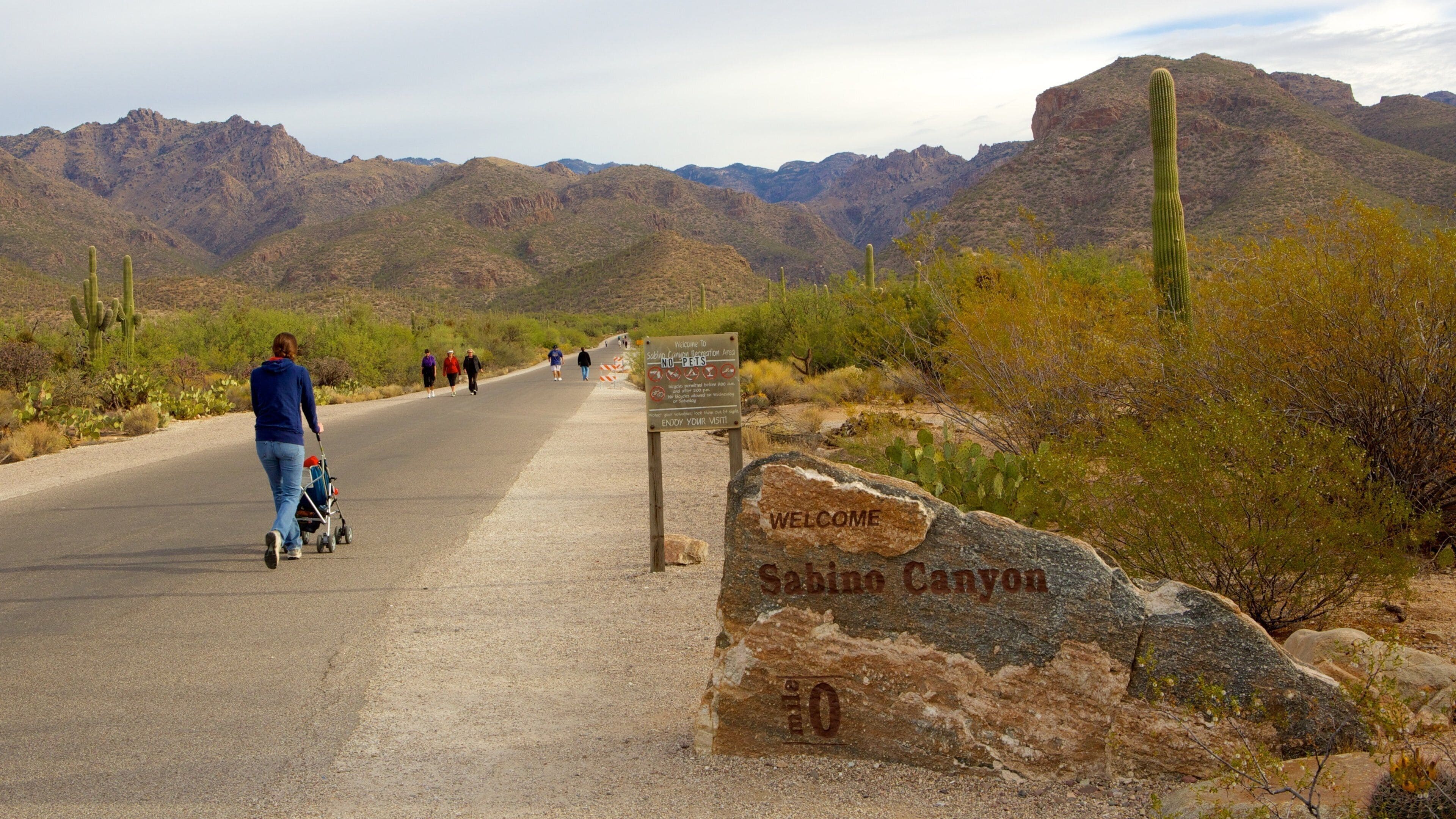 Sabino Canyon featuring desert views and a gorge or canyon