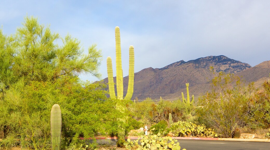 Sabino Canyon showing desert views