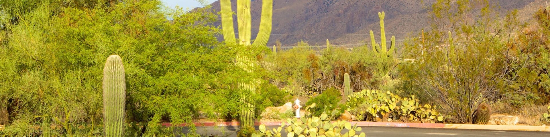 Sabino Canyon which includes desert views