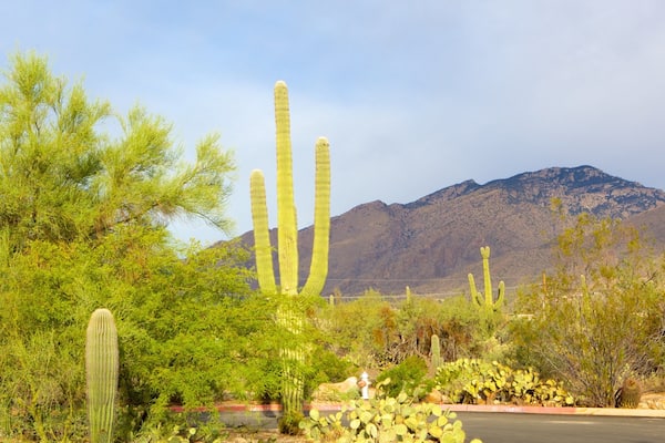 Sabino Canyon mit einem Wüstenblick