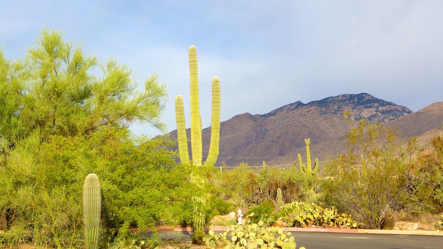 Sabino Canyon which includes desert views
