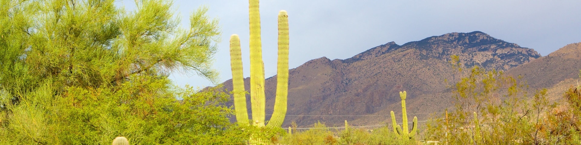 Sabino Canyon mostrando paisagens do deserto
