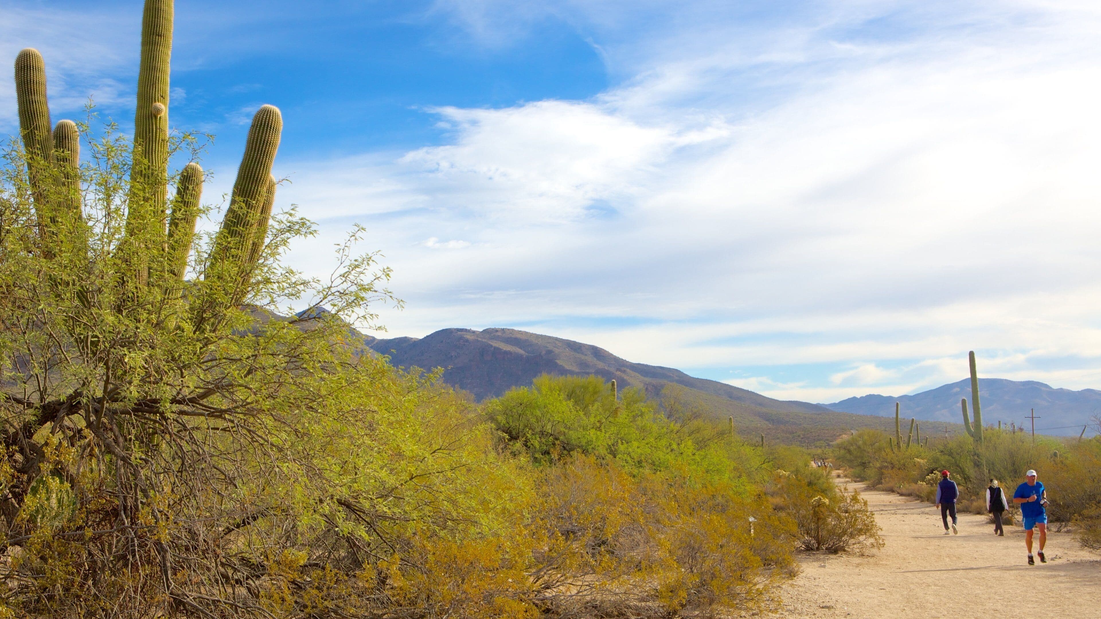 Sabino Canyon featuring hiking or walking and desert views