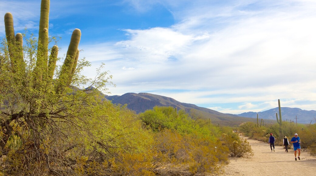 Sabino Canyon featuring hiking or walking and desert views