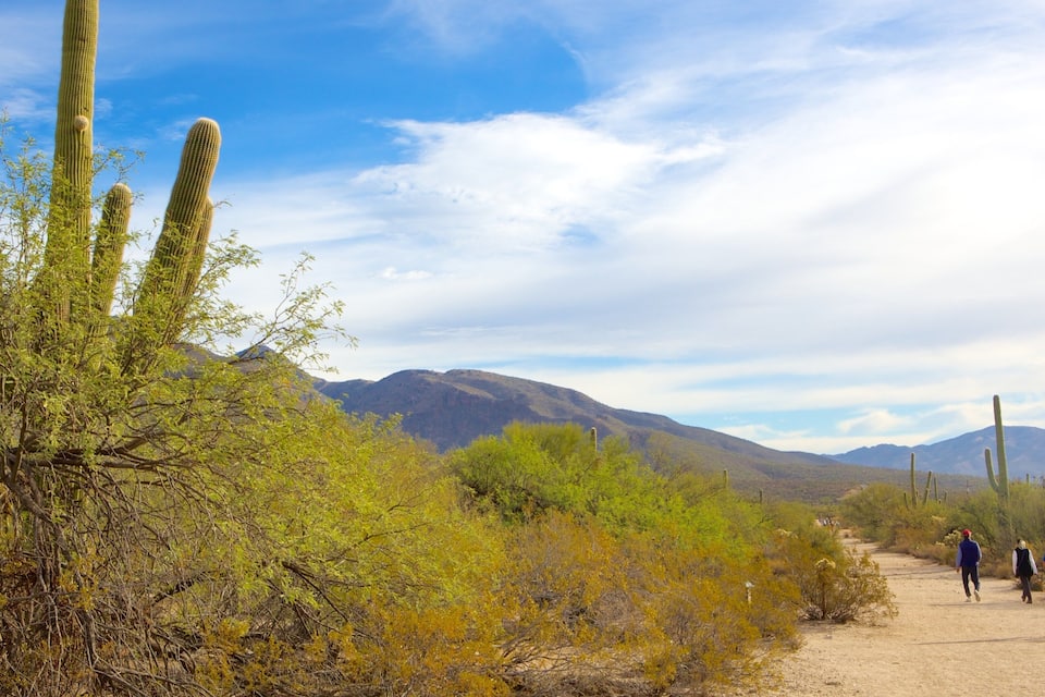 A desert landscape with tall cacti, green shrubs, and distant mountains under a clear sky.
