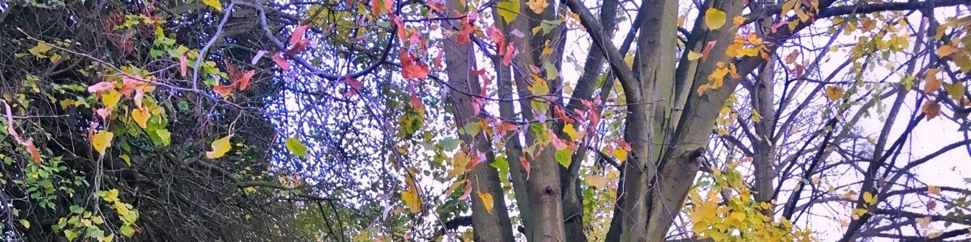 When Mother Nature starts painting, everyone starts staring 🍁💕🍂💜 #embracingtheseason